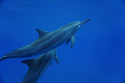 ハワイ オワフ島で名門イルカ大学に参加し、野生のイルカと泳いできました。(2019.8) 8D5C201E-B70A-4E6D-BD1D-E39D9BC7E916