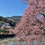 本州で1番早く春を感じられる河津桜のお花見、河津オートキャンプ場へGO！（2022.2.26-27）