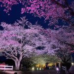 満開の桜を見に成田ゆめ牧場の夜桜ライトアップイベントへ行ってきました（2022.4.2）